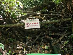 -西双版纳原始森林公园