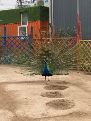 -萌宠亲子动物乐园(槐房万达店)