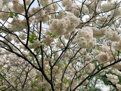 -莲花池公园