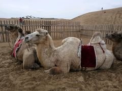 -亿利库布其七星湖沙漠生态旅游区