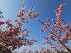 -新江湾城公园