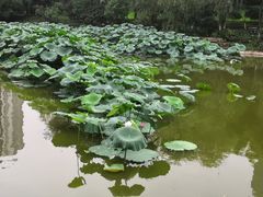 -龙头寺公园