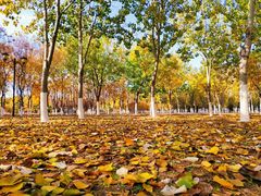 -永定河休闲森林公园