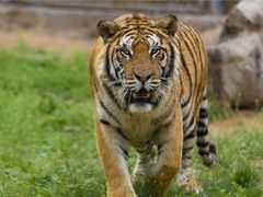 -济南野生动物世界