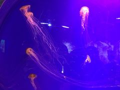 -迪拜水族馆及水下动物园