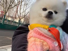 -宠福鑫康馨动物医院·骨科·眼科