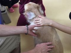 -芭比堂动物医院·犬猫全科·异宠专科(雁塔分院)