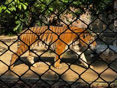 -北京野生动物园
