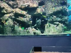 -沙沙哗啦海洋馆(华宇百花谷店)