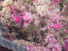 -深圳国际园林花卉博览园