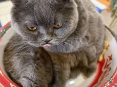 -平行世界·猫咖(首经贸店)
