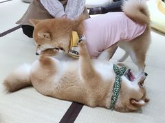 -逗柴咖啡屋·狗咖猫咖宠物桌游