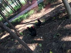 iphone_upload_pic-昆山城市生态森林公园