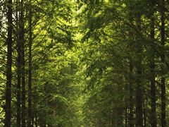 -合肥滨湖国家森林公园