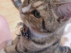 -啵啵喵·猫咖(攀华国际店)