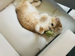 -猫大福·Fortune Cat猫舍(百子湾店)