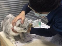 -芭比堂宠物医院·全科爱猫医院·仁德分院