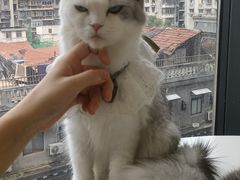 -怪兽屋·羊驼·猫咖·狗咖(俊华广场店)