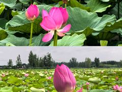 -黄河故道国家森林公园