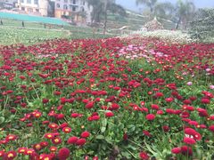 乐天花谷-乐天花谷