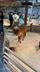 -Zoolung Zoolung动物主题公园(海信广场店)