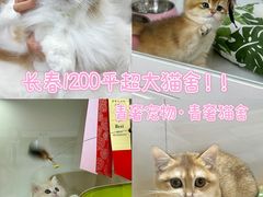 -青奢宠物·青奢猫舍