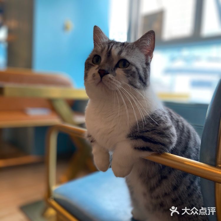 咖｜2只驼驼+27只猫猫的至尊服务