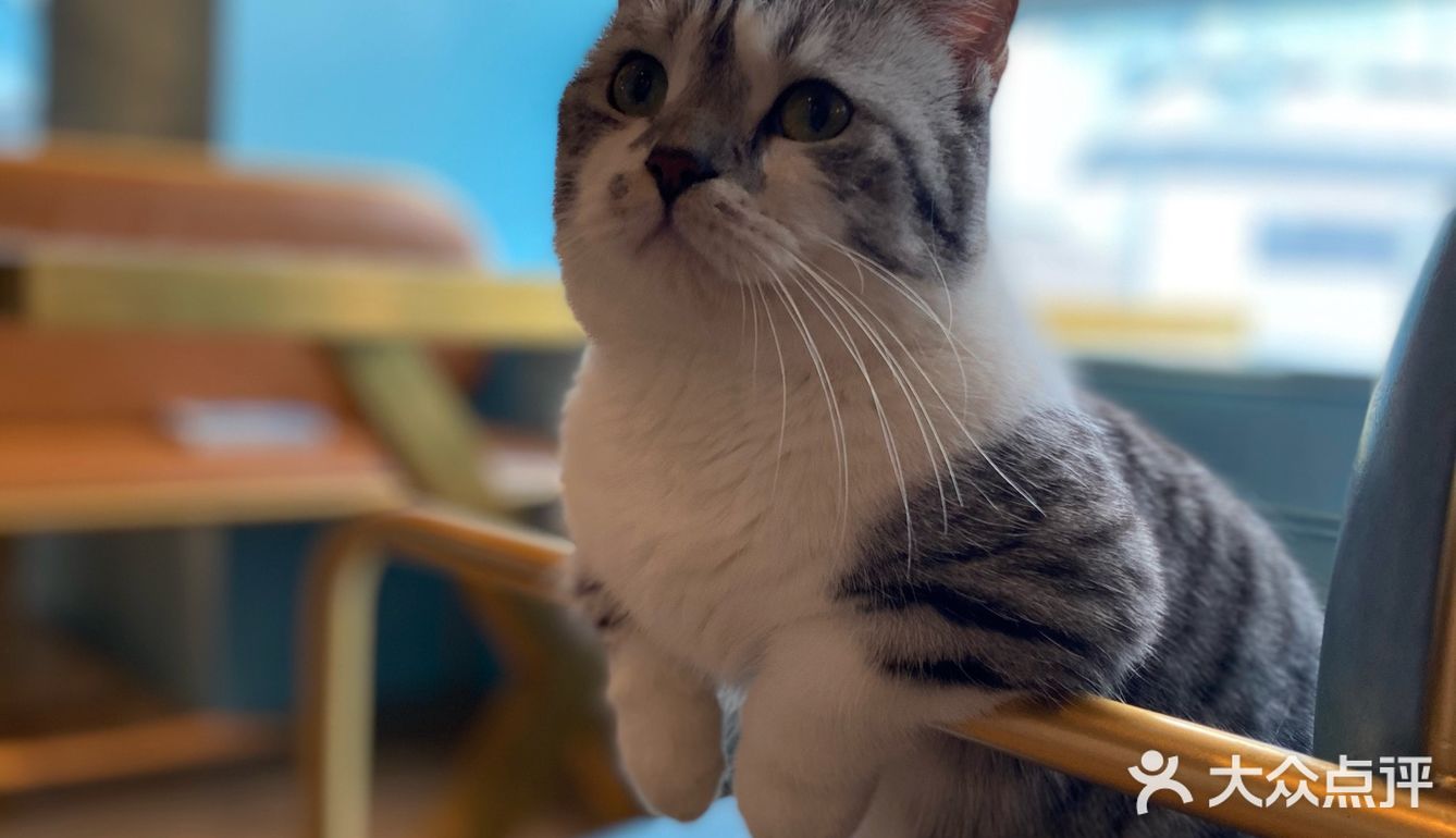 咖｜2只驼驼+27只猫猫的至尊服务