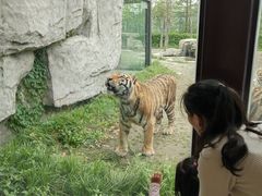 -上海野生动物园老虎餐厅