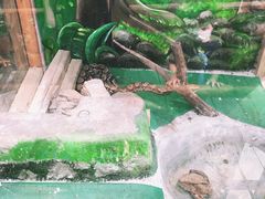 -上海大自然野生昆虫馆(东方明珠·爬宠昆虫探索中心)