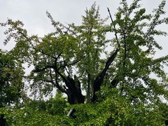 -上海佘山国家森林公园天马山园