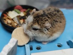 -钓仓鼠(洋桥北里小区店)
