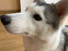 -Husky Go! 哈士奇体验馆·宠物咖啡厅狗咖