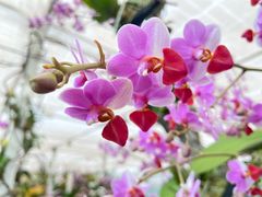 -上海鲜花港