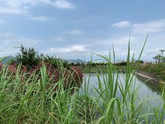 -芒洲湿地公园