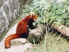 -都江堰中华大熊猫苑