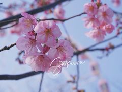 -顾村公园