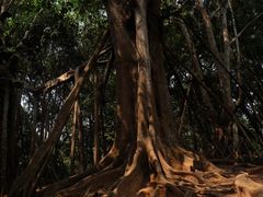-中国科学院西双版纳热带植物园