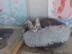 -糯米喵星人总部直营旗舰店·猫舍·幼猫出售