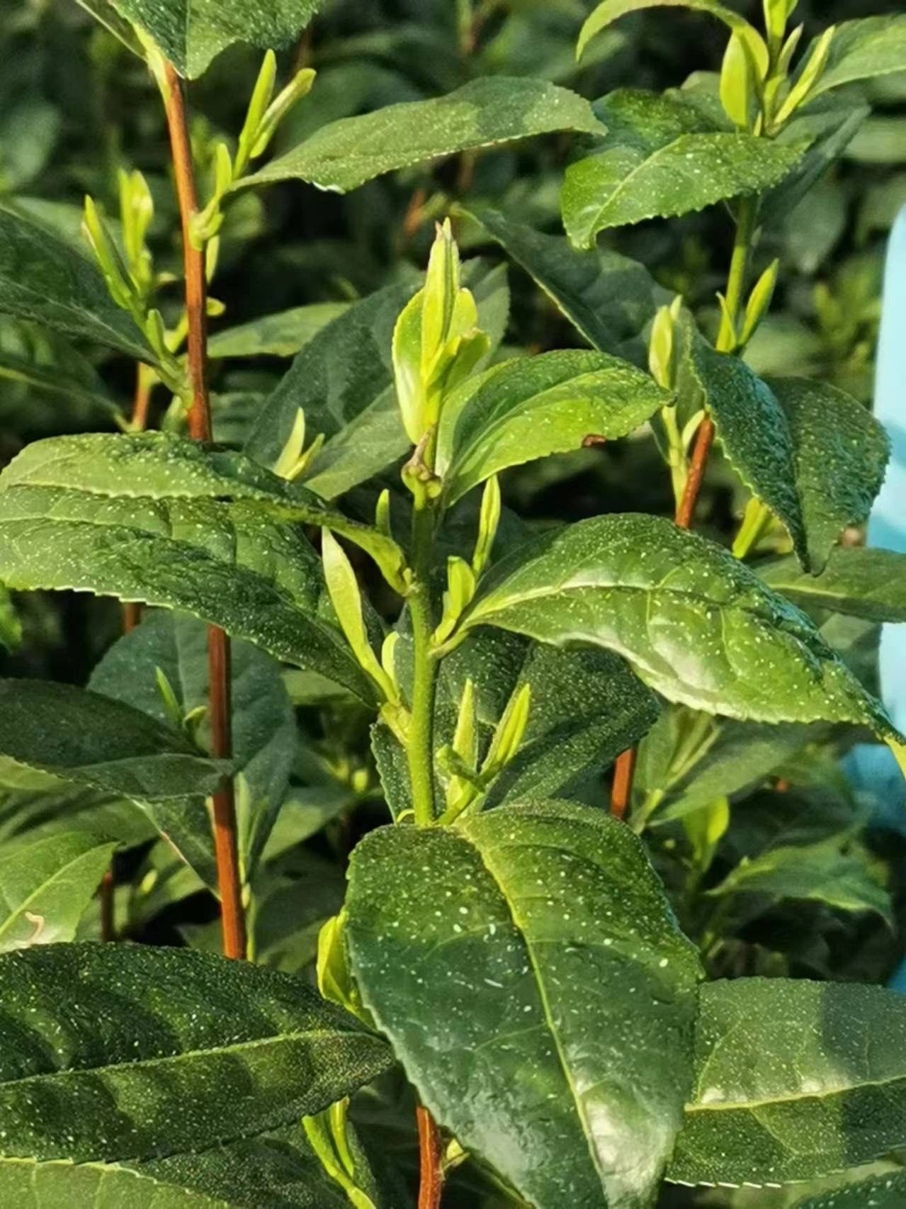 新鲜的茶叶芽尖