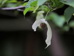 -杭州植物园