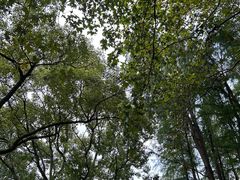 -上海共青森林公园