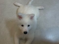 -翊宠yipet猫狗购宠庄园犬舍•猫舍