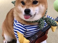 -逗柴咖啡屋·狗咖猫咖宠物桌游
