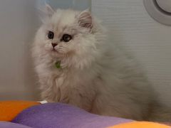 -龟与熊猫宠物公园(南坪店)