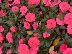 -深圳国际园林花卉博览园