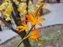 -上海鲜花港