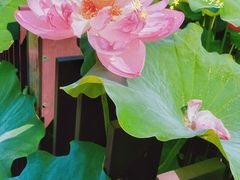 -陈家山荷花公园