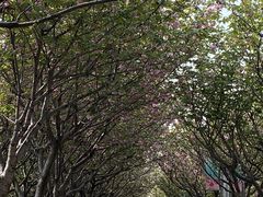 -高东镇樱花园