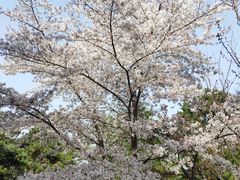 -西安青龙寺遗址景区